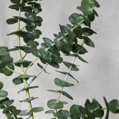 Huile Essentielle d'Eucalyptus Bio